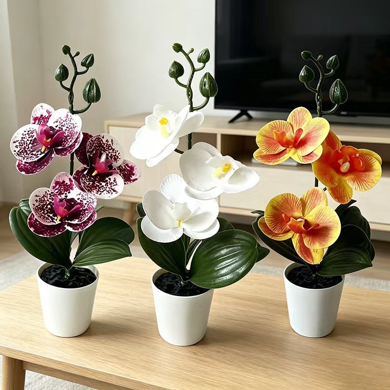 Orchid Phalaenopsis - Tanaman Anggrek Kupu-Kupu Mini dalam Pot
