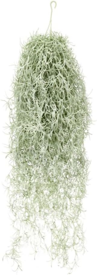 Air Plant Tillandsia - Tanaman Udara Tillandsia Berkelompok Buatan 31