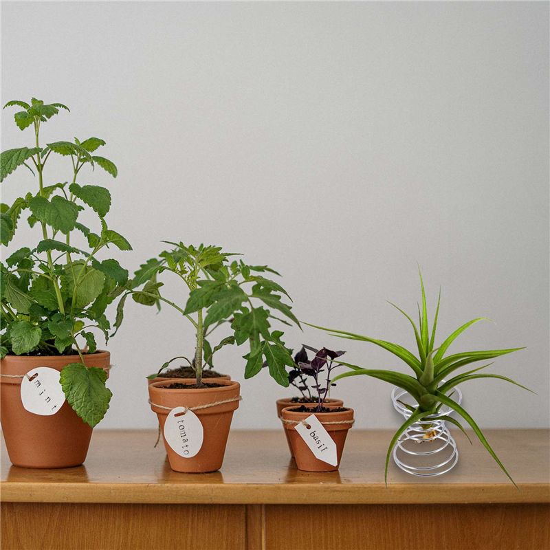 Air Plant Tillandsia - Penjualan Terlaris-6 Buah Rak Tanaman Udara,
