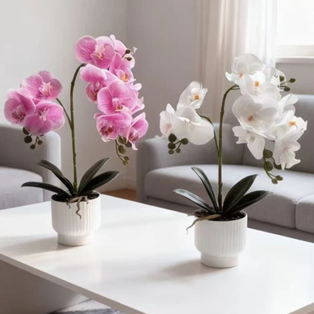 Anggrek Kupu-kupu Simulasi Mul - Orchid Phalaenopsis ulasan dan harga