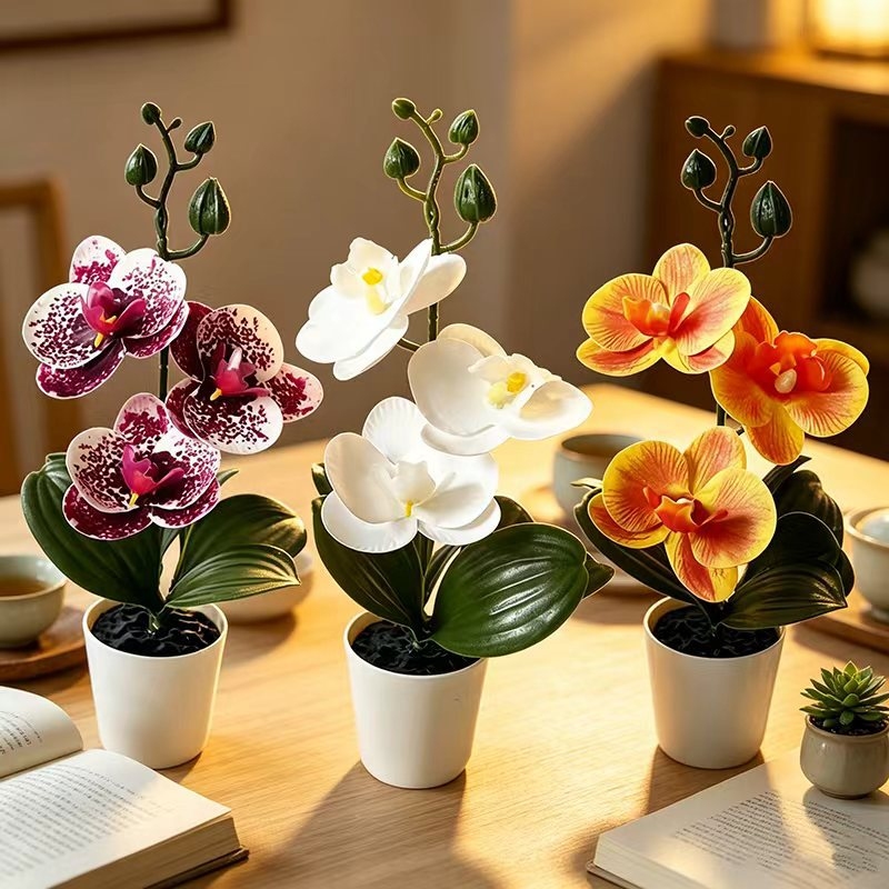 Tanaman Anggrek Kupu-Kupu Mini - Orchid Phalaenopsis ulasan dan harga