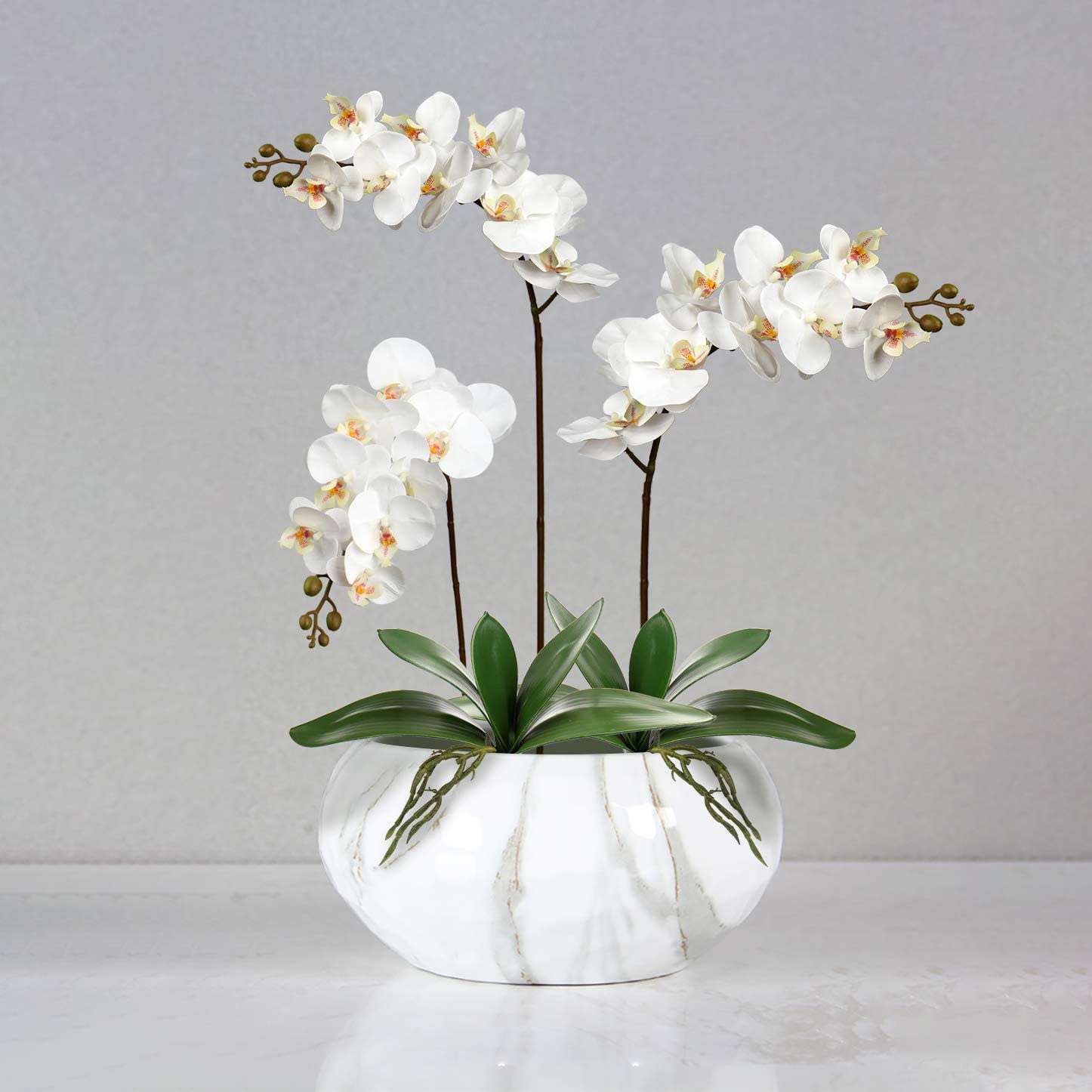 Daun Phalaenopsis buatan tanam - Orchid Phalaenopsis ulasan dan harga