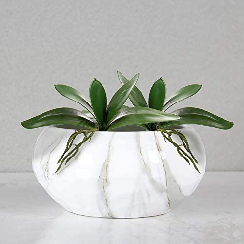 Daun Phalaenopsis buatan tanam - Orchid Phalaenopsis ulasan dan harga