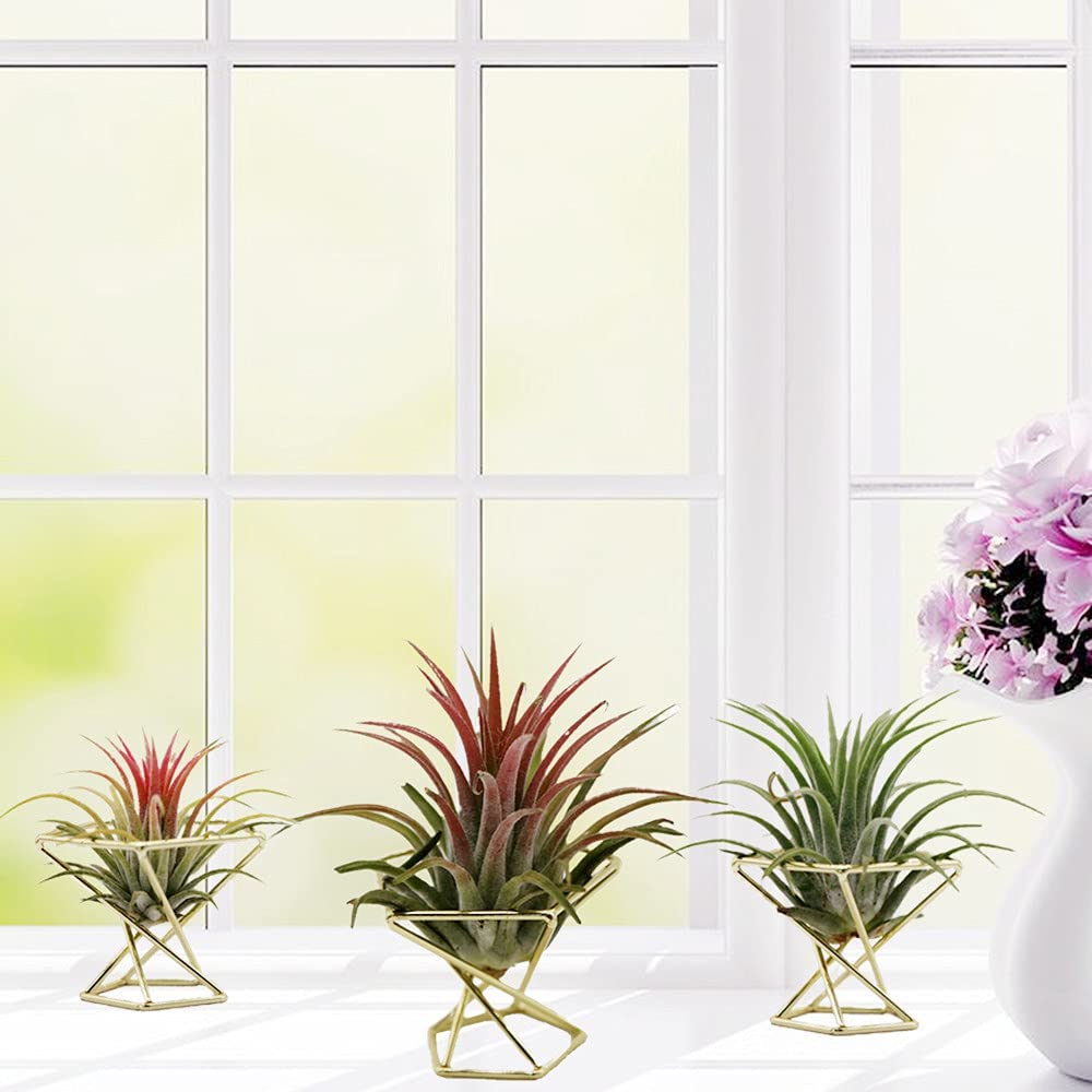 ETRT Tempat Tanaman Udara Geom - Air Plant Tillandsia ulasan dan harga