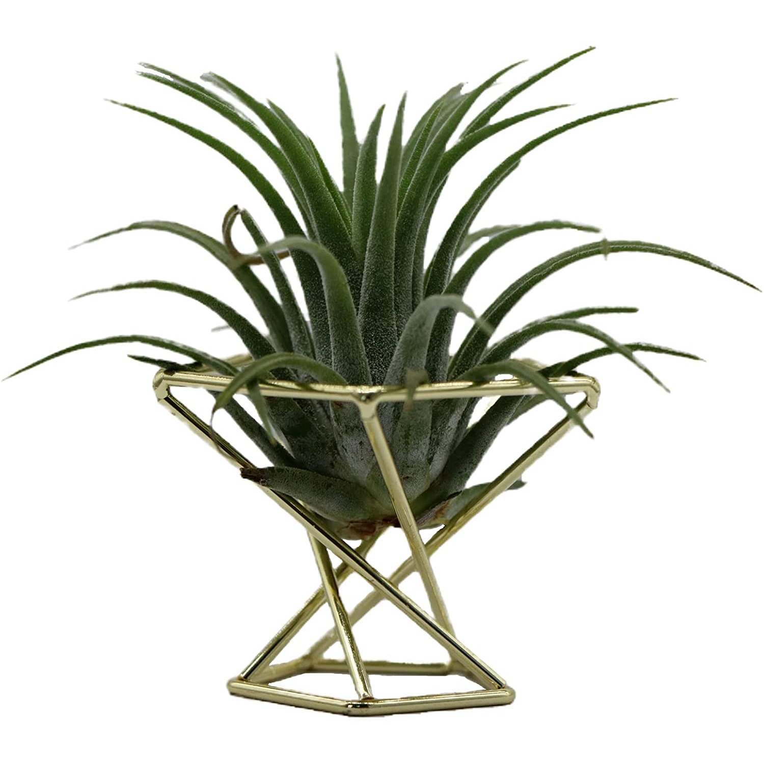 ETRT Tempat Tanaman Udara Geom - Air Plant Tillandsia ulasan dan harga