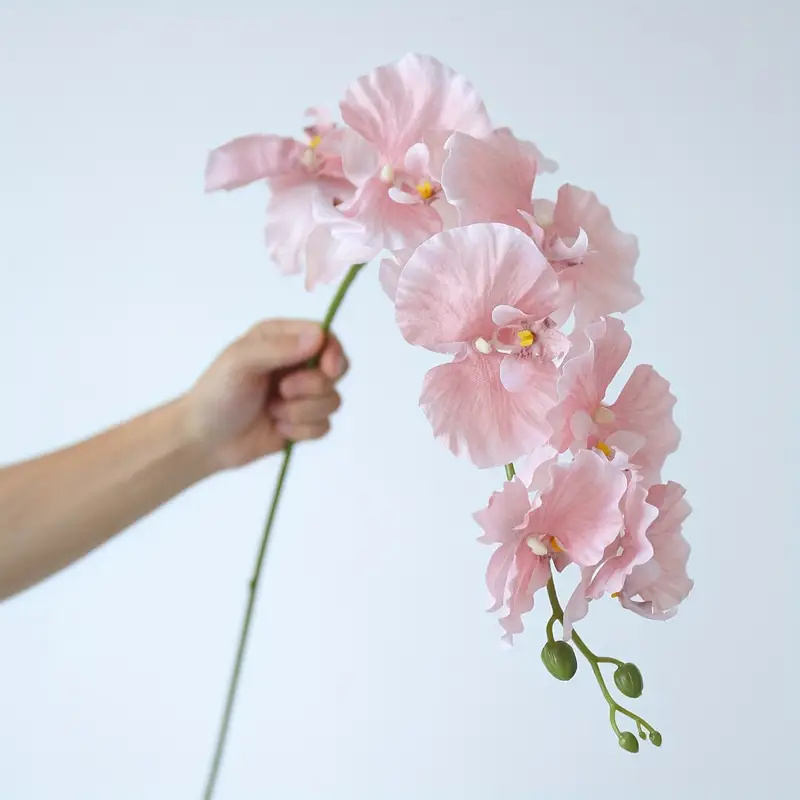 Anggrek Kupu-kupu Cabang Panja - Orchid Phalaenopsis ulasan dan harga