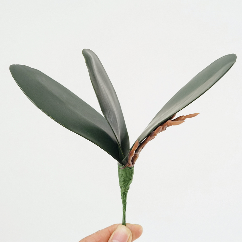 3 Buah Eva Simulasi Daun Phala - Orchid Phalaenopsis ulasan dan harga
