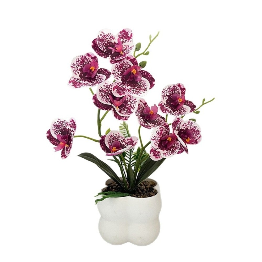 Anggrek Kupu-kupu Simulasi Mul - Orchid Phalaenopsis ulasan dan harga