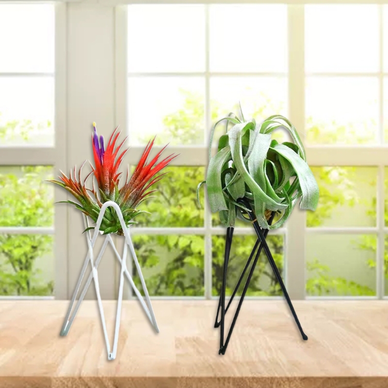 Tempat Tanaman Udara Pot Bunga - Air Plant Tillandsia ulasan dan harga