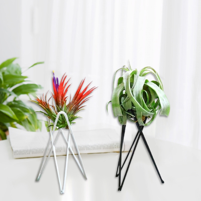 Tempat Tanaman Udara Pot Bunga - Air Plant Tillandsia ulasan dan harga