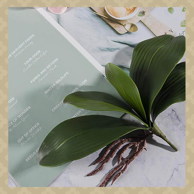 AB45 Anggrek Phalaenopsis Daun - Orchid Phalaenopsis ulasan dan harga