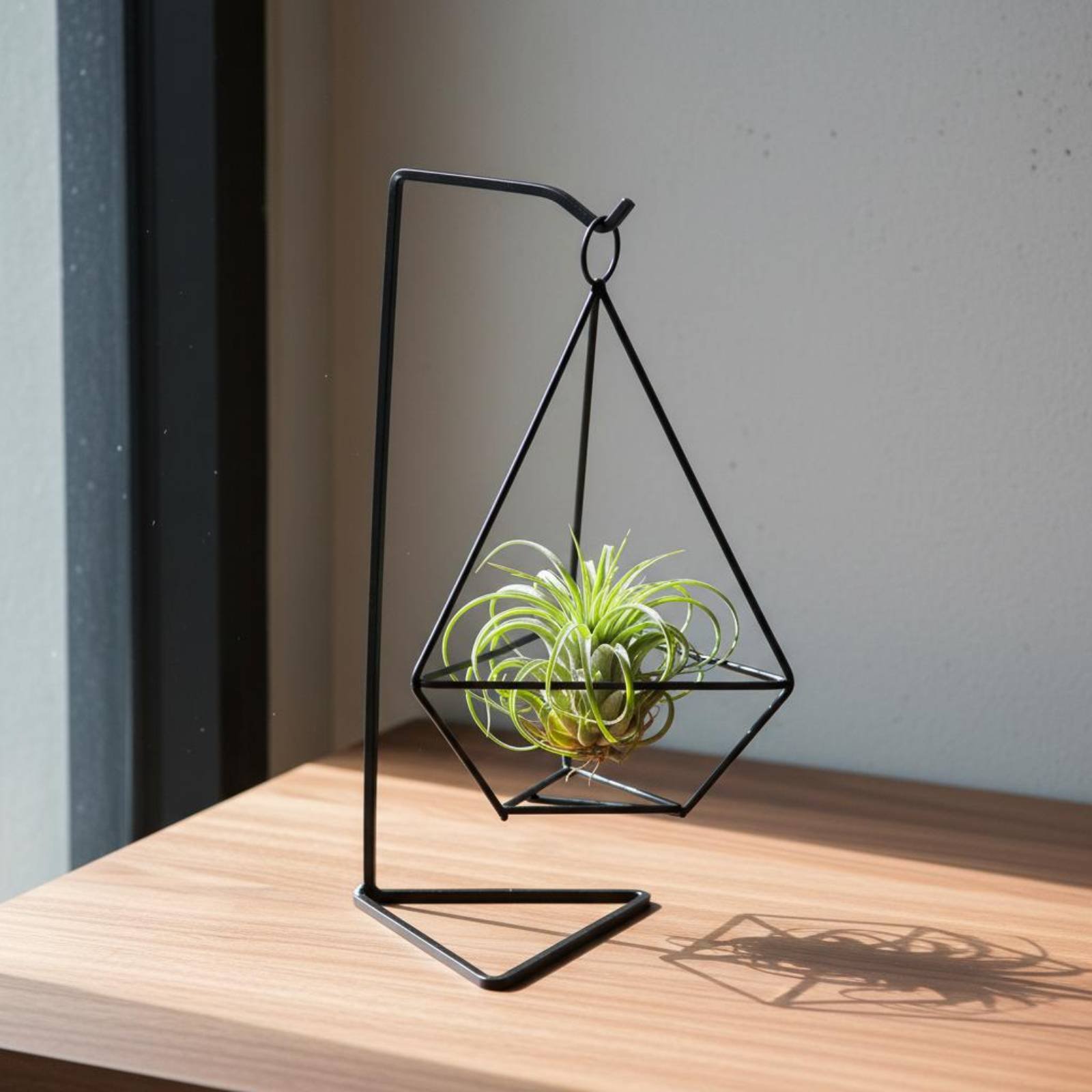 Tempat Tanaman Udara Geometris - Air Plant Tillandsia ulasan dan harga
